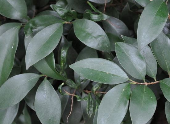 Ligustrum Species, Quihoui Privet, Waxyleaf Privet