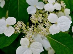 Hydrangea