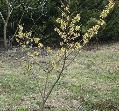 Hamamelis, Witch Hazel Angelly