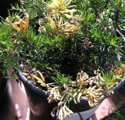 Grevillea, Juniper-Leaf Grevillea, Prickly Spider Flower Molonglo