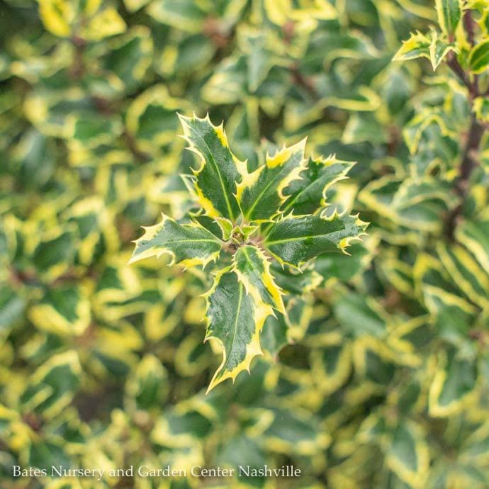 English Holly Gold Coast
