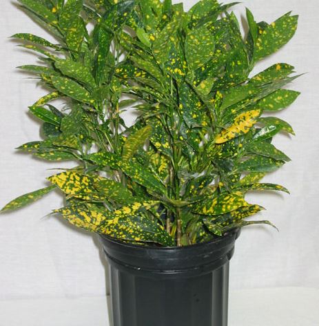 Croton Gold Dust