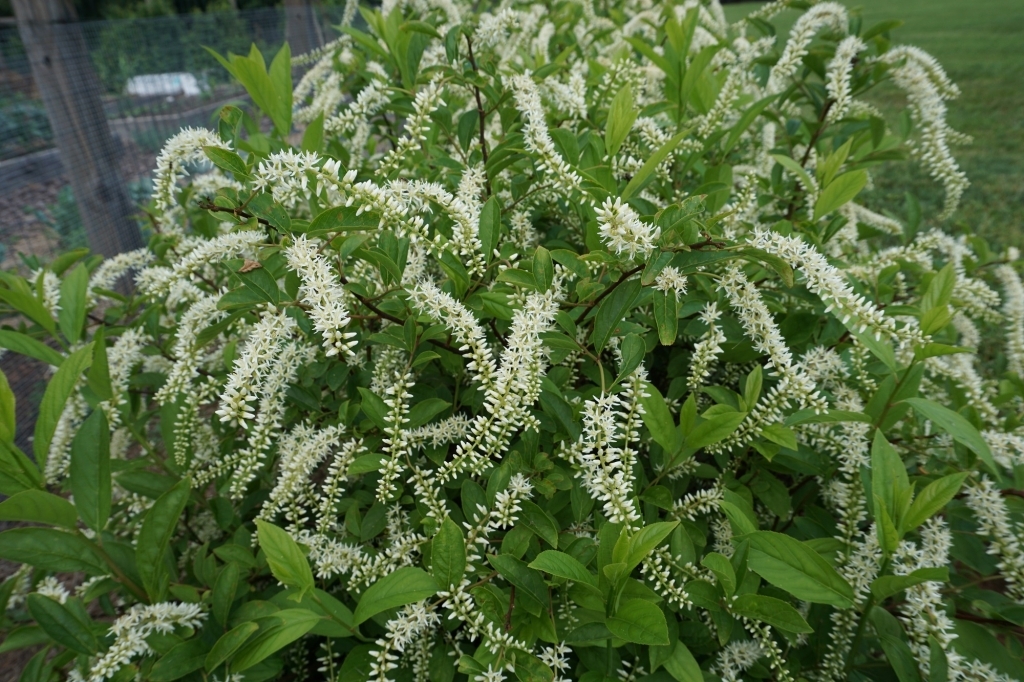 Virginia Sweetspire, Gooseberry, Itea Theodore Klein