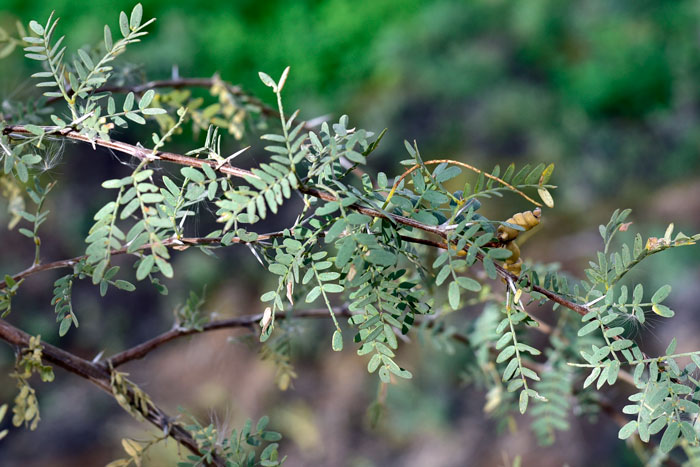 Prosopis Species, Screwbean, Tornillo