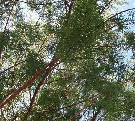 African Tamarisk