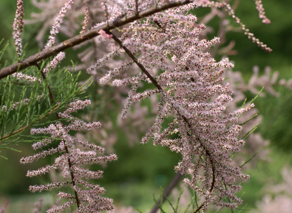 French Tamarisk