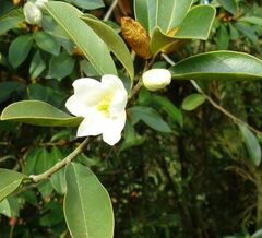 Banana Shrub, Port Wine Magnolia