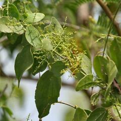 Arak, Khara Jal, Miswak, Meswak, Mustard Tree, Pilu, Saltbush, Siwak, Toothbrush Tree