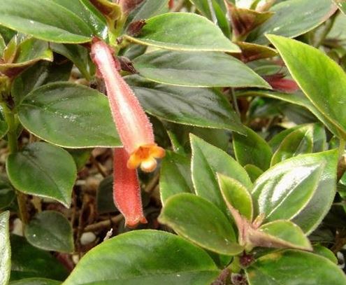 Goldfish Plant Bijou