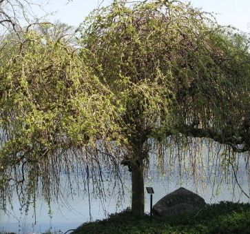 White Mulberry Chaparral