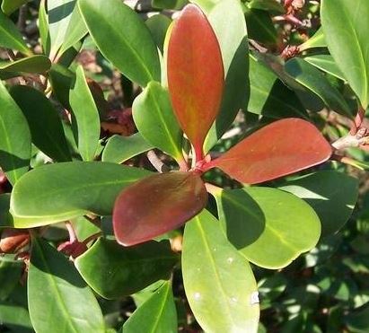 Ternstroemia, Asian Cleyera Copper Crown