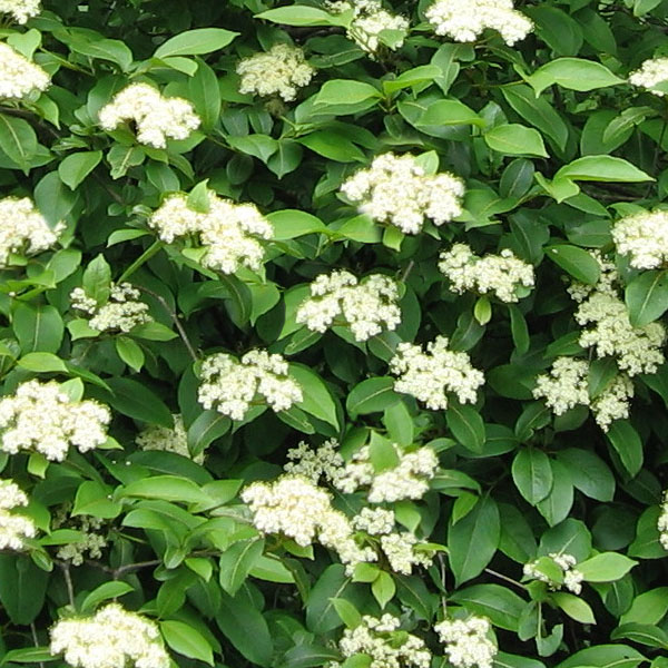 Viburnum Species, Mexican Arrowwood
