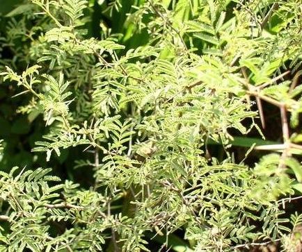 Vachellia Species, Pineland Acacia, Sweet Acacia