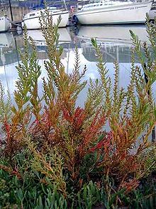 Coastal Seepweed