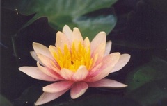 Hardy Water Lily, Waterlily 'Paul Hariot'