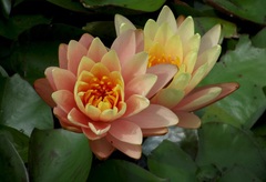 Hardy Water Lily, Waterlily 'Peach Glow'