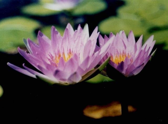 Tropical Day-Blooming Water Lily, Waterlily Pink Pearl