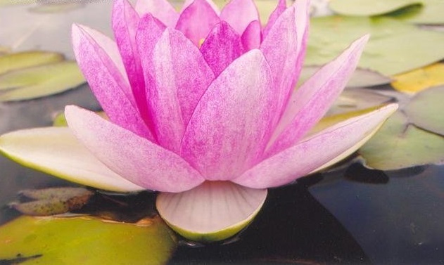 Hardy Water Lily, Waterlily Radiant Red