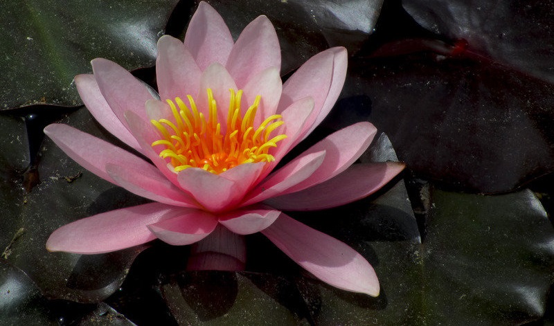 Hardy Water Lily, Waterlily Rose Nymph