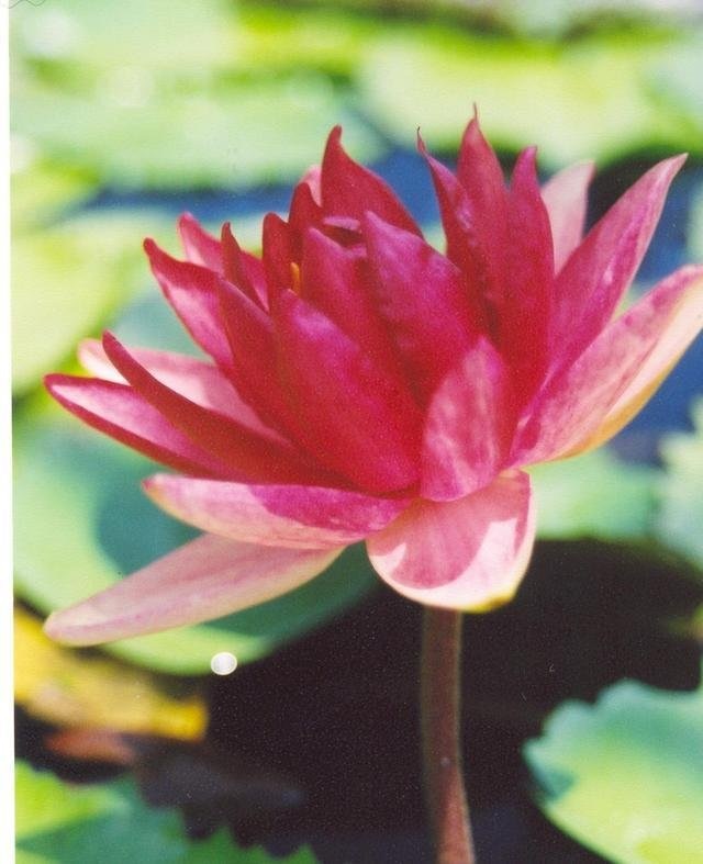 Hardy Water Lily, Waterlily Steven Strawn