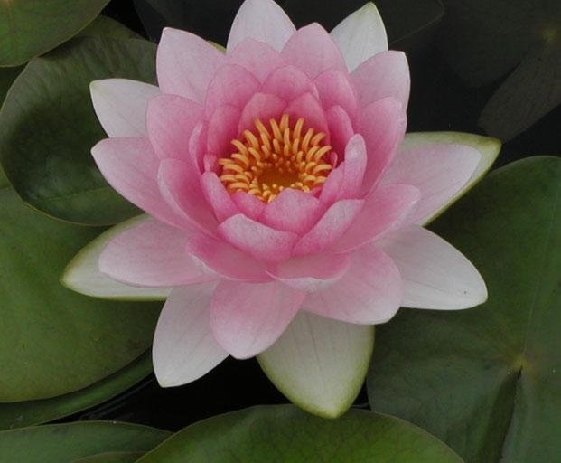 Hardy Water Lily, Waterlily Sumptuosa