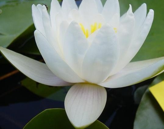 Hardy Water Lily, Waterlily