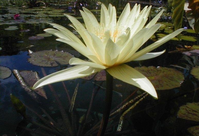 Water Lily, Waterlily Yellow Dazzler