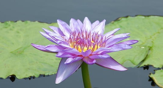Tropical Day-Blooming Water Lily, Waterlily Aquarius