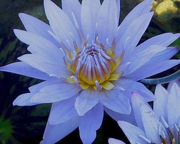 Tropical Day-Blooming Water Lily, Waterlily Bagdad