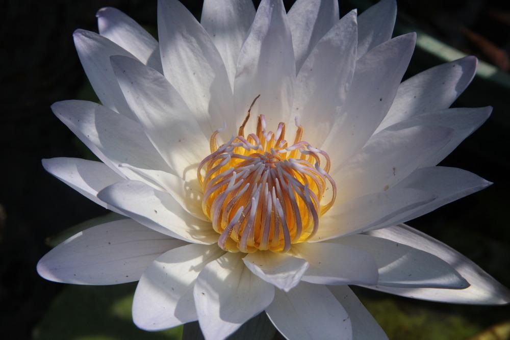 Tropical Day-Blooming Water Lily, Waterlily Bob Trickett