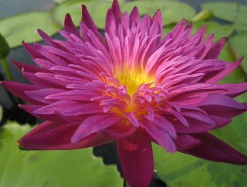 Tropical Day-Blooming Water Lily, Waterlily Charlies Pride