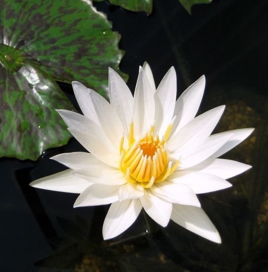 Tropical Day-Blooming Water Lily, Waterlily Crystal