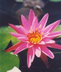 Hardy Water Lily, Waterlily 'Dallas'