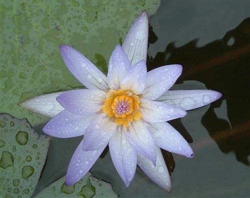 Tropical Day-Blooming Water Lily, Waterlily Electra