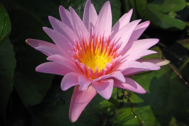 Tropical Day-Blooming Water Lily, Waterlily Enchantment