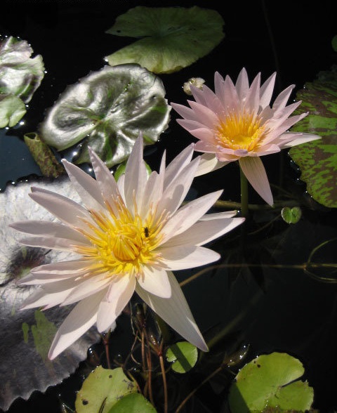 Tropical Day-Blooming Water Lily, Waterlily Golden West