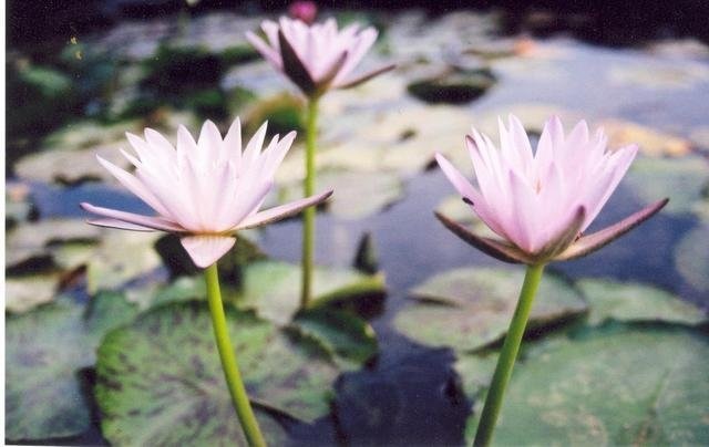 Tropical Day-Blooming Water Lily, Waterlily Independence Blue