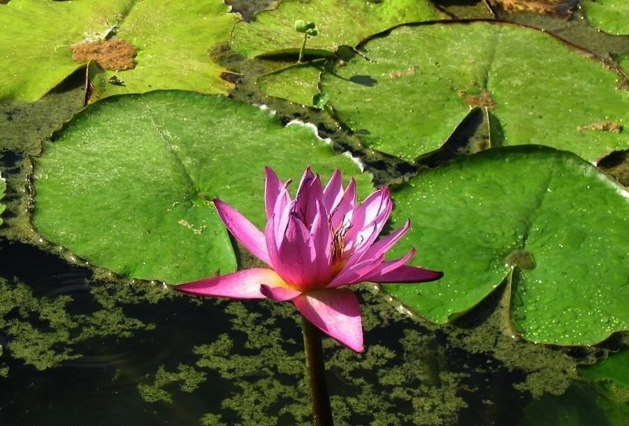 Tropical Day-Blooming Water Lily, Waterlily Independence Pink