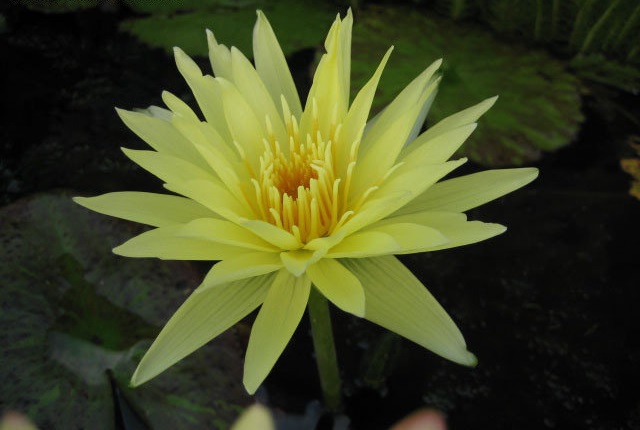 Tropical Day-Blooming Water Lily, Waterlily Key Lime