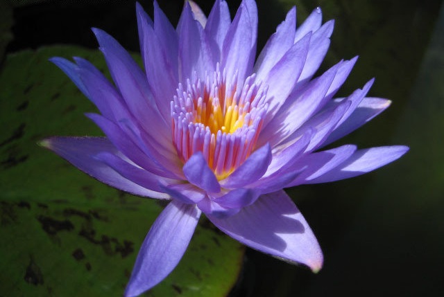 Tropical Day-Blooming Water Lily, Waterlily Laura Frase