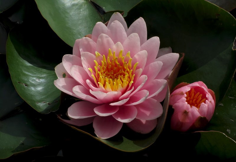 Tropical Day-Blooming Water Lily, Waterlily Odorata Luciana