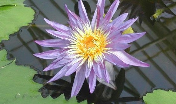 Tropical Day-Blooming Water Lily, Waterlily Midnight