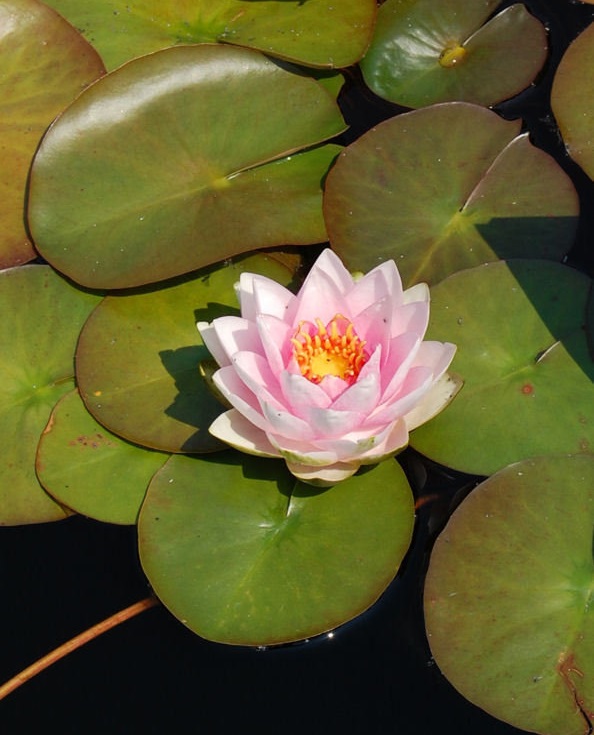 Hardy Water Lily, Waterlily Mme Wilfron Gonnere