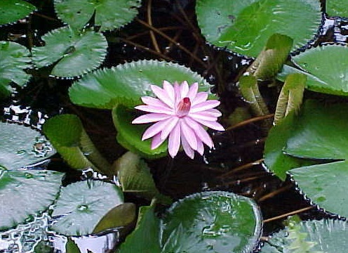 Tropical Day-Blooming Water Lily, Waterlily Mrs C.W. Ward