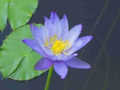 Tropical Day-Blooming Water Lily, Waterlily Neorosea