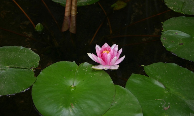 Tropical Day-Blooming Water Lily, Waterlily Pink Sensation