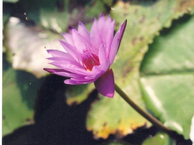 Tropical Day-Blooming Water Lily, Waterlily Purple Zanzibar