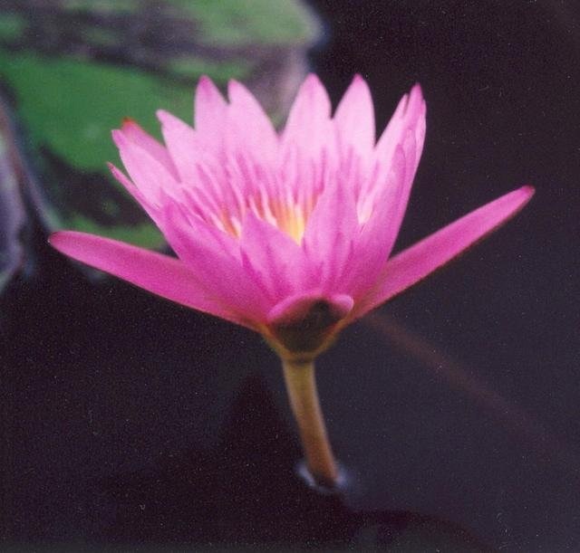 Tropical Day-Blooming Water Lily, Waterlily Queen of Siam