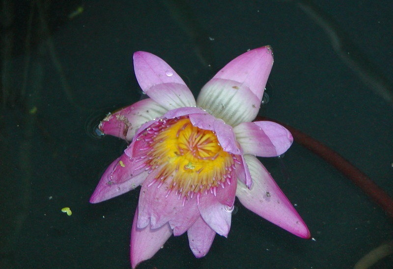 Tropical Day-Blooming Water Lily, Waterlily Ruby