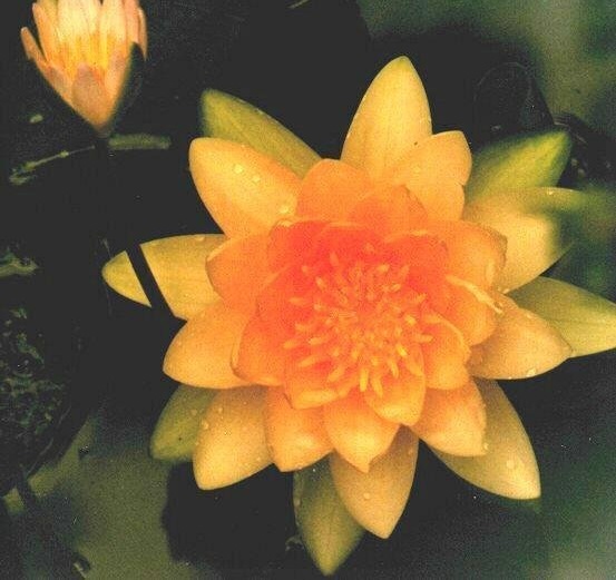Tropical Day-Blooming Water Lily, Waterlily Salmon Pink